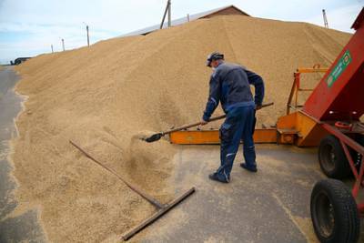 Россия отправила за рубеж рекордное количество зерна