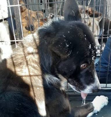 В Старой Майне поймали 11 бездомных собак