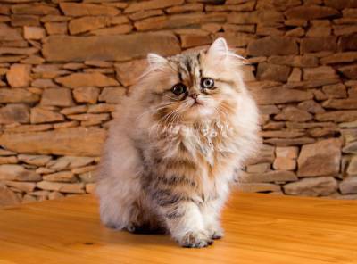 Ученые доказали, что кошки с плоскими мордами живут с вечной гримасой боли