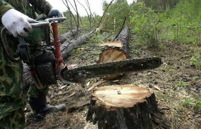 Председатель Смоленской областной Думы призвал заполнить правовой пробел с рубками леса на землях сельхозназначения