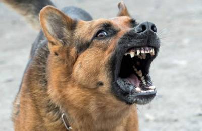 В администрации Астрахани прокомментировали нападение собаки на ребенка на улице Волоколамской