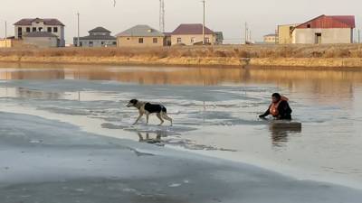Собаке на льдине помогли выбраться спасатели в Узбекистане.