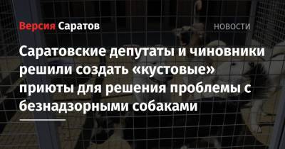 Саратовские депутаты и чиновники решили создать «кустовые» приюты для решения проблемы с безнадзорными собаками