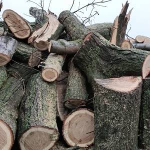 В Запорожской области задержали мужчин, которые незаконно срубили деревья. Фото