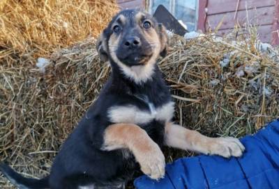 В Ломоносовском районе появится новый «Островок надежды» для бездомных собак