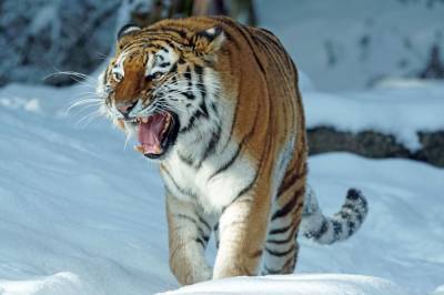 Охотоведы застрелили убившую человека тигрицу в Хабаровском крае