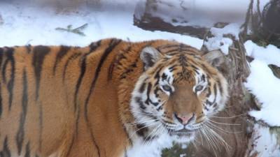 Оторвавшую человеку голову тигрицу застрелили в Хабаровском крае