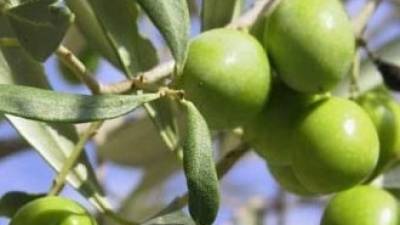В Израиле нашли древнейший оливковый «завод»