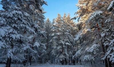 В Пермском крае система «Умный лес» поможет следить за состоянием лесных ресурсов