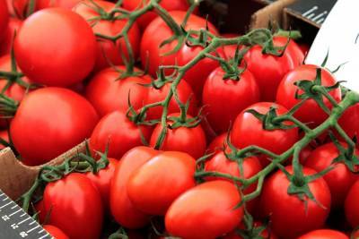 Около 20 тысяч тонн огурцов и помидоров вырастили в липецких теплицах в 2021 году