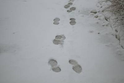 Погода в Рязанской области 4 февраля: тепло и снег