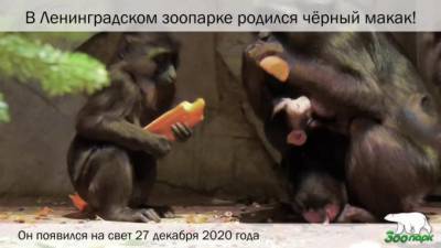 У черных макак в Ленинградском зоопарке появился детеныш