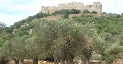 В Израиле найден древнейший оливковый завод: ему 6600 лет