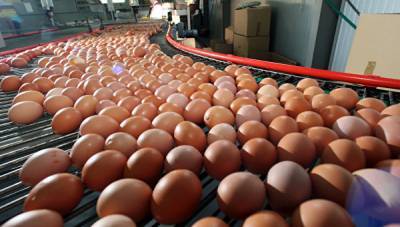 Россия возобновит экспорт мяса птицы и яиц в Кувейт