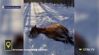 Мог бы замерзнуть насмерть: в башкирском лесу спасли жеребенка
