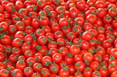 Россия разрешила поставки томатов с еще 12 азербайджанских предприятий