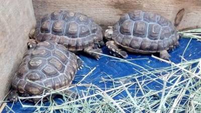 В зоопарк Винницы прибыли редкие африканские черепахи