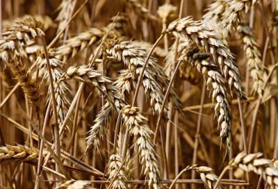 Названы зерновые продукты, повышающие риск смерти