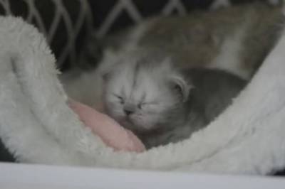 В Китае уже второй раз клонировали котенка