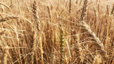 Ученые доказали опасность употребления переработанного зерна