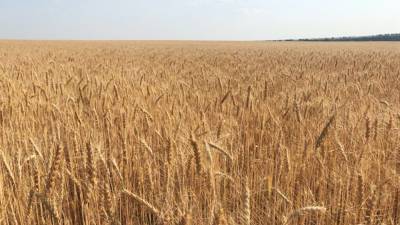Ученые выявили связь между потреблением очищенного зерна и смертностью