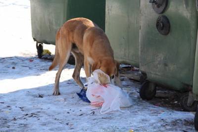 «Зачистим все улицы»: в Улан-Удэ опасаются нашествия бродячих собак из соседних районов