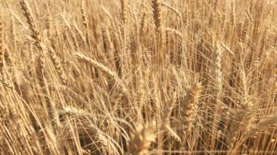 Ученые предупредили о смертельной опасности употребления очищенного зерна