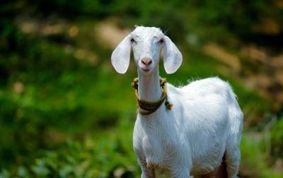 Британка заработала $68 000 на продаже видеозвонков с козами