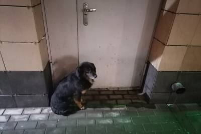 Жители Бугуруслана жалуются на собак, которые лают в квартирах