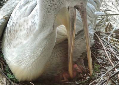 Птенец исчезающего кудрявого пеликана появился на свет в Московском зоопарке