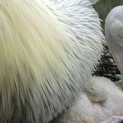 Птенец кудрявого пеликана вылупился в Московском зоопарке