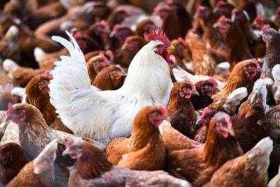 В Японии уничтожат 170 тысяч кур из-за вспышки птичьего гриппа