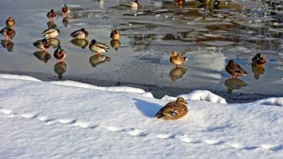 Птицы в Приамурье замерзают на лету из-за 50-градусного мороза
