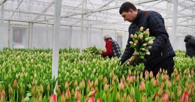 Где купить цветы к 8 Марта: под Калининградом вырастили 17 сортов тюльпанов всех оттенков