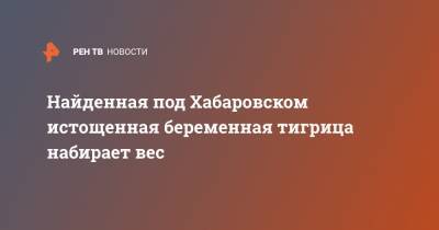 Найденная под Хабаровском истощенная беременная тигрица набирает вес - ren.tv - Хабаровский край - Хабаровск