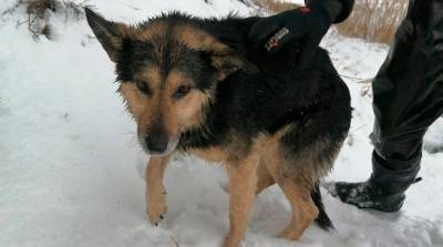 В Гродно спасли провалившегося под лед крупного пса