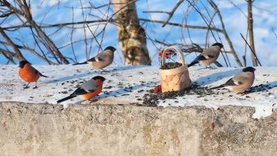 В Приамурье от 50-градусных морозов умирают птицы