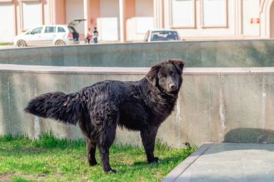 В Астраханской области деньги на собак ушли не им под хвост, а в неизвестном направлении