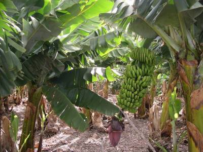 Как выращивали бананы в Советском Заполярье?