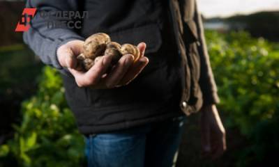 Россияне смогут покупать дешевые овощи у фермеров в поле