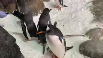 К пингвинам в Московском зоопарке подселили снеговика.