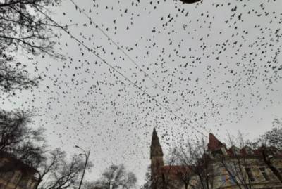 "Осторожно, в центре бомбежка": тысячи птиц заполонили Одессу, невероятные кадры