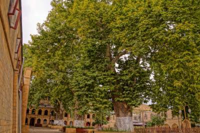Платан из Дербента с вашей помощью может стать «Европейским дeревом года»
