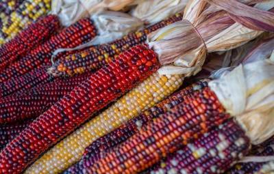 USDA: Украина собрала на 17% меньше ячменя и на 14% — кукурузы