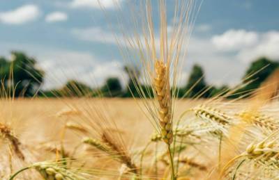 На Черниговщине рекорд по производству зерновых