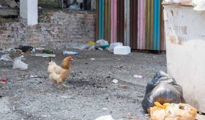Эксперты ОНФ добились закрытия незаконной птицефабрики в Тюменской области