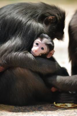 Ленинградский зоопарк объявил конкурс на лучшее имя для малыша черной макаки