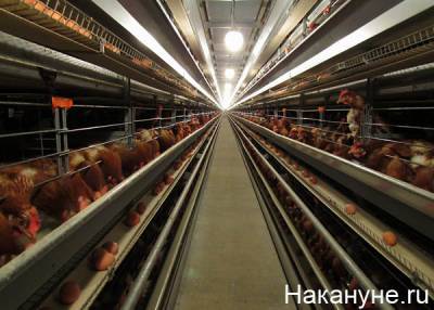 В Китае на упаковках мяса птицы из России нашли геном ковида