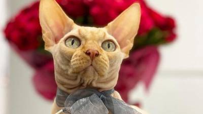 «Себе набей!» — Блогера из Украины обвинили в живодерстве за тату, сделанное коту