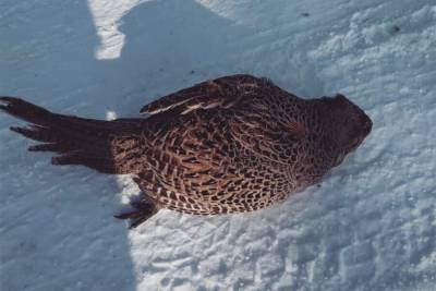 Птицы в Приамурье замерзают на лету от 50-градусных морозов